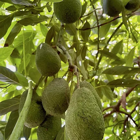 Sea View Avocado Days